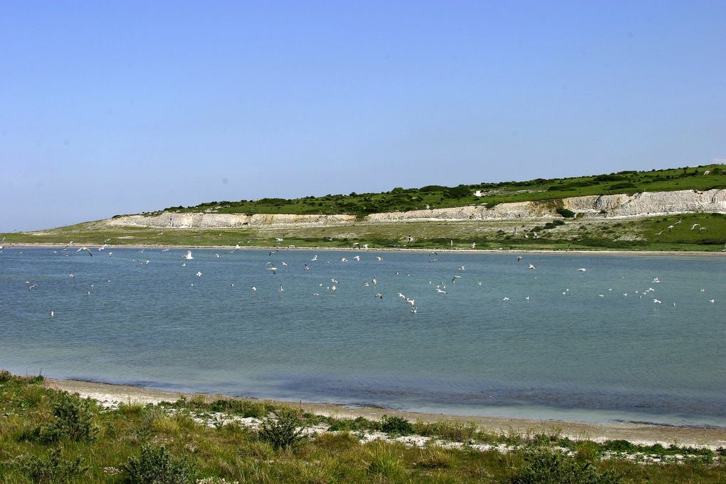 Espaces Naturels Sensibles du Pas-de-Calais, propriétés du Conseil Général ou du Conservatoire du Littoral et gérés par Eden 62.