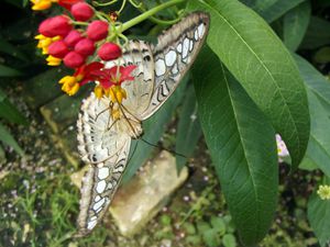 Quelques photos prises à la Grange aux Papillons à Virelles en Wallonie, avec le Greta oto’ (papillon transparent), une chenille qui semble très vorace, ce superbe papillon avec un oeil dessiné sur les ailes, afin d'effrayer les prédateurs et enfin un joli papillon butinant une fleur.