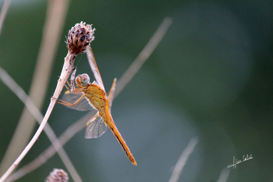 Sympetrum