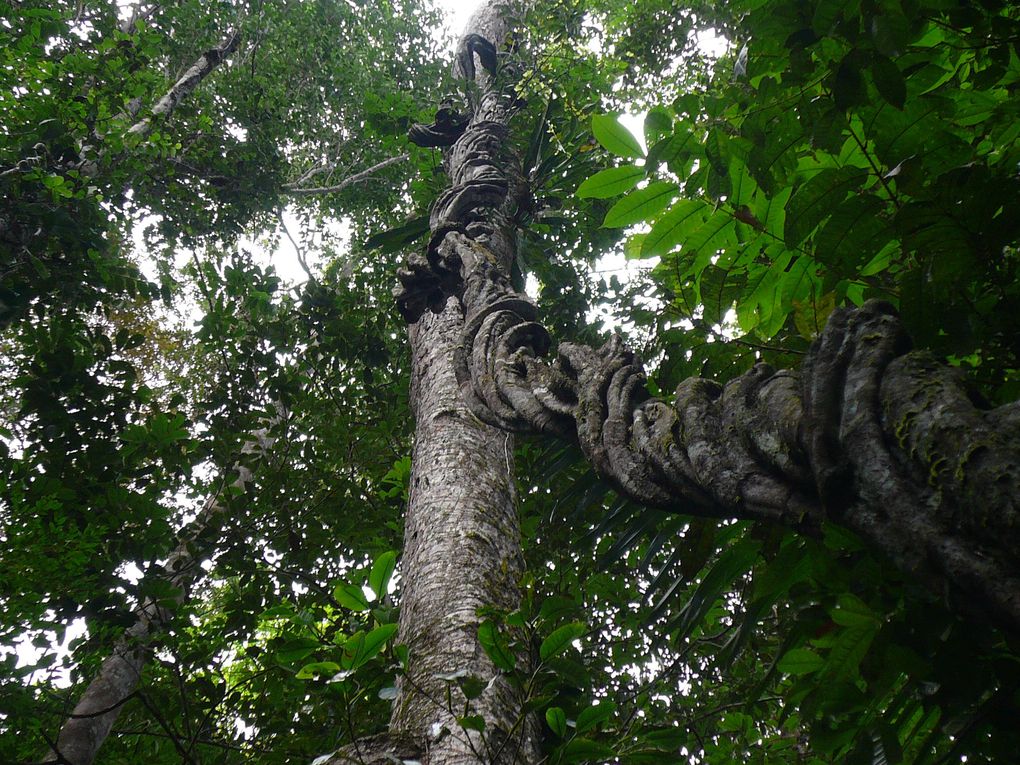 Album - Faune, flore, paysages et sous bois