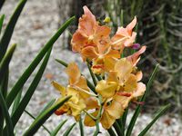 Le jardin botanique de Deshaies