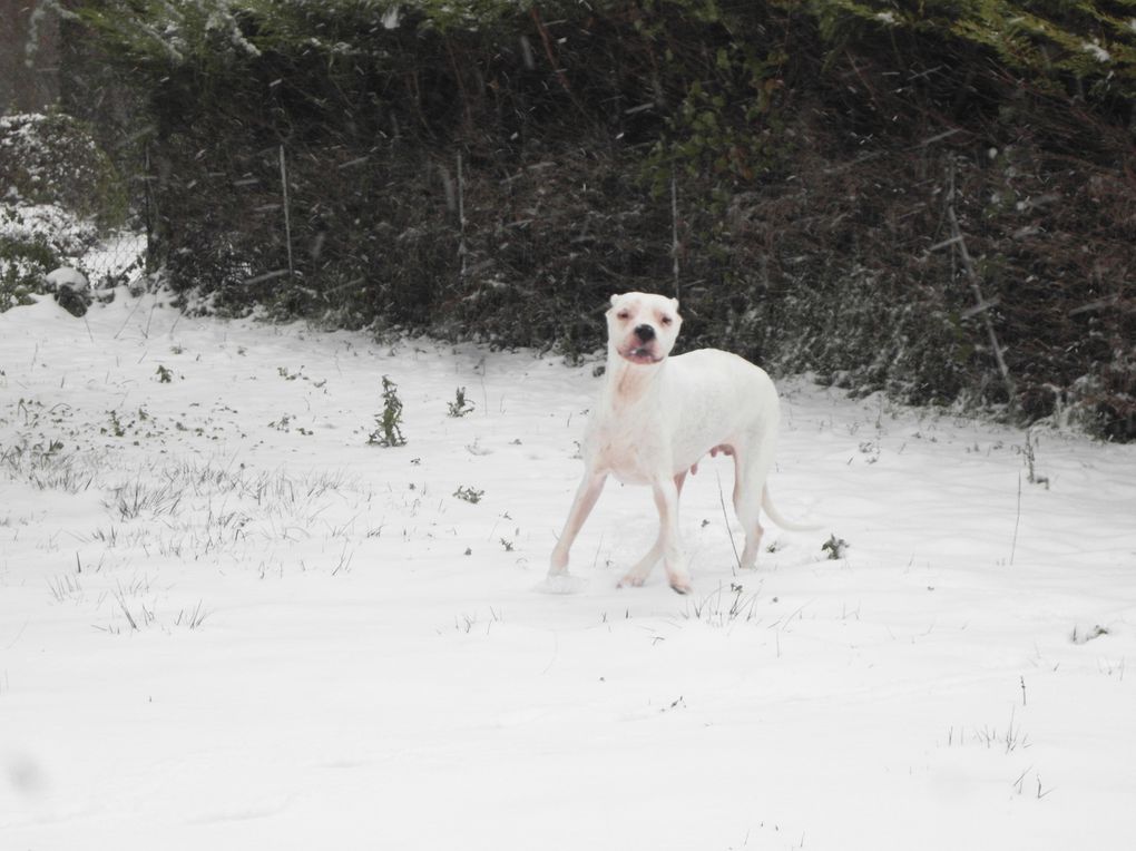 Dogue Argentin et Dogo Canario