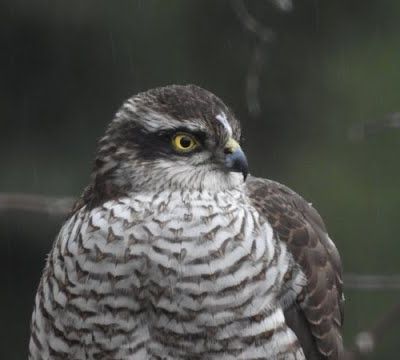Epervier d'Europe, repas au coeur de Malras