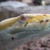 Zoo de San Diego : la beauté des reptiles