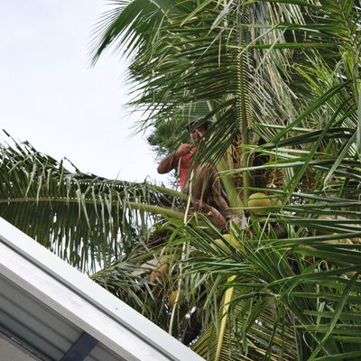 Nettoyage des cocotiers