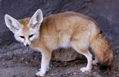 Fennec