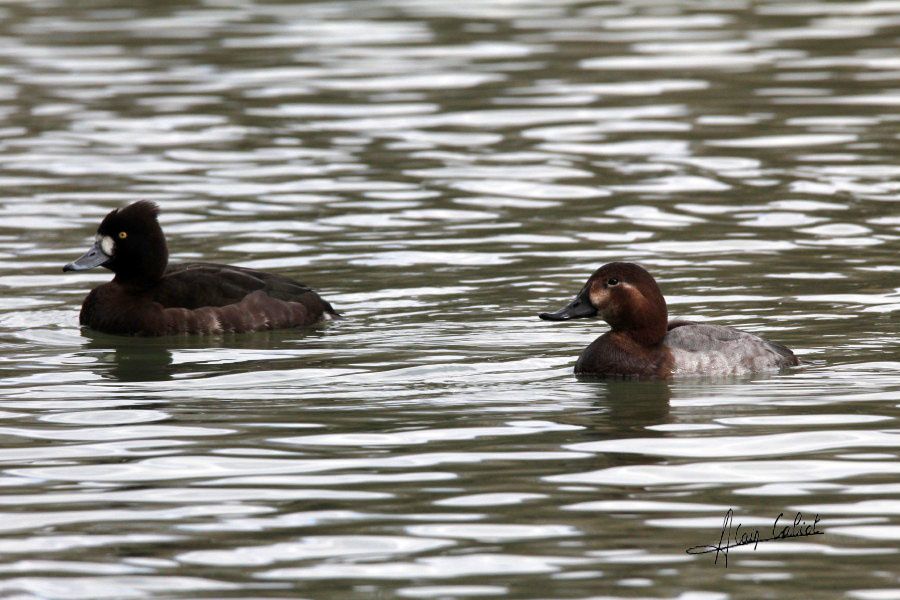 Canard fuligule morillon