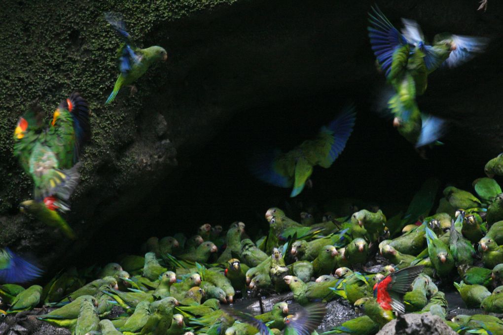 Album - Amazonie Napo Wildlife Center