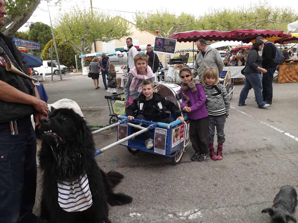 Album - transhumance-Pignans-2012