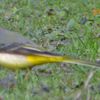 Bergeronnette des ruisseaux (Motacilla cinerea)