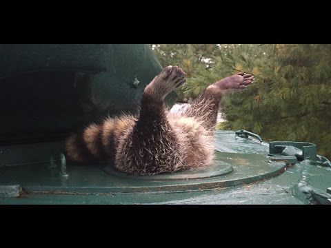 Raton-laveur coincé dans un tank