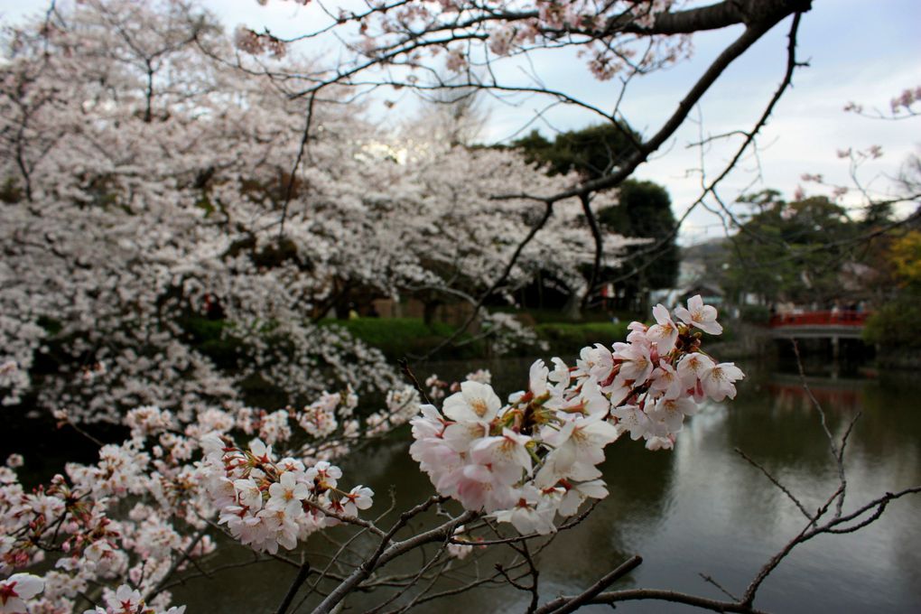 Photos de Kamakura, semaine pleine de fleurs de cerisiers
(s'il vous plait, respectez mon copyright)