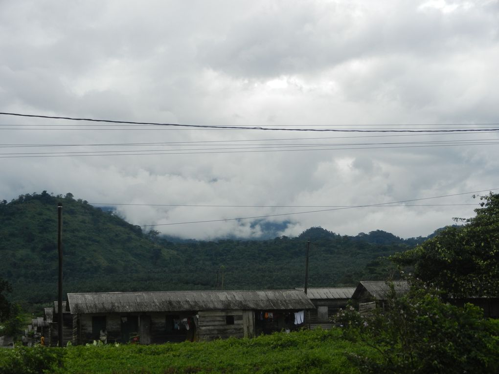 Limbé et ses plages, son parc botanique, son centre de la faune, son activité. Buea base pour le Mont Cameroun et le pont M'Fundi base pour le Nigeria