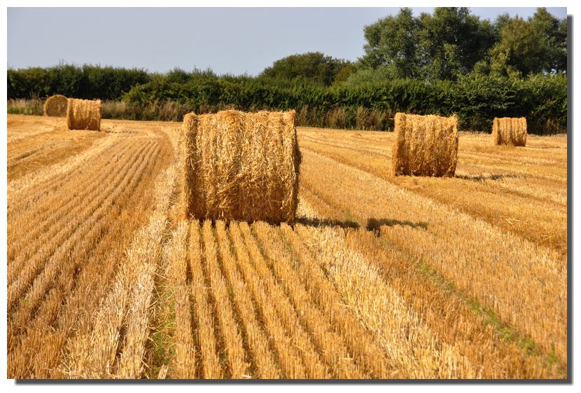 La moisson hier et aujourd'hui