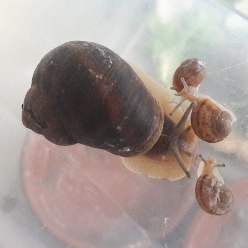 Soin Des Bebes Escargots Katatsumuri No Yume