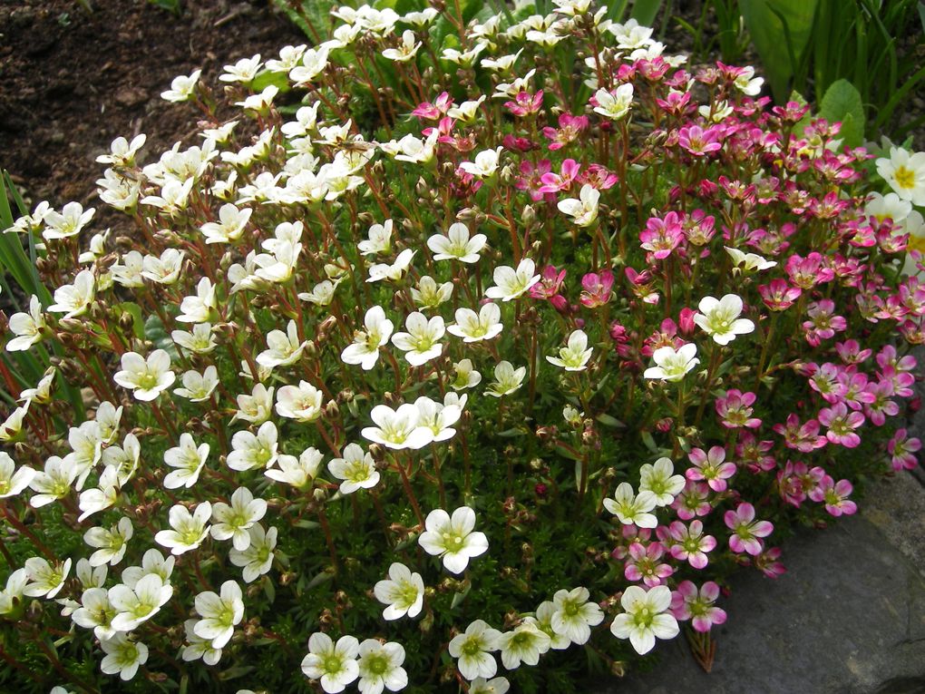 fleurs de jardin d'ici et d'ailleurs