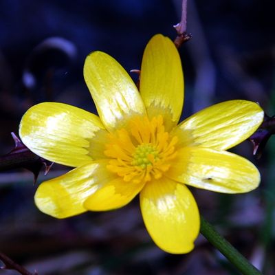 Une fleur jaune sur un plateau