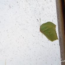 Le papillon du jour