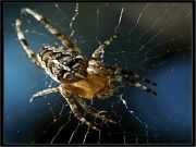 La science confirme des vérités mentionnées dans le Coran sur l'araignée   