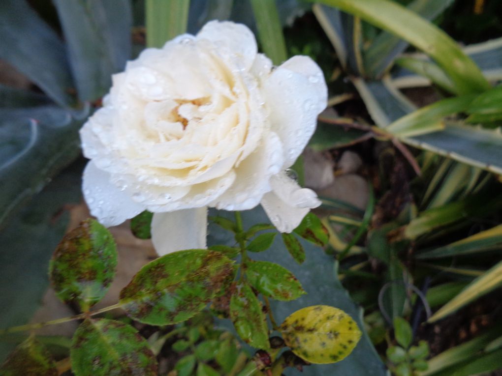 Mon jardin Le Clos fleuri en octobre à Chabeuil dans la Drôme  2023 ...