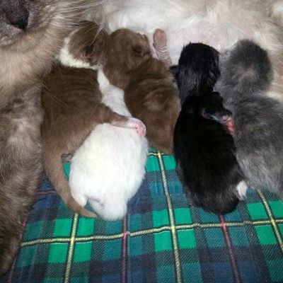 Naissance des chatons de Foenix le 13 mai !