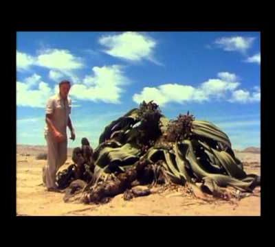 Welwitschia, un arbre étrange