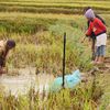 Madagascar: la pêche en riziculture veut se démocratiser