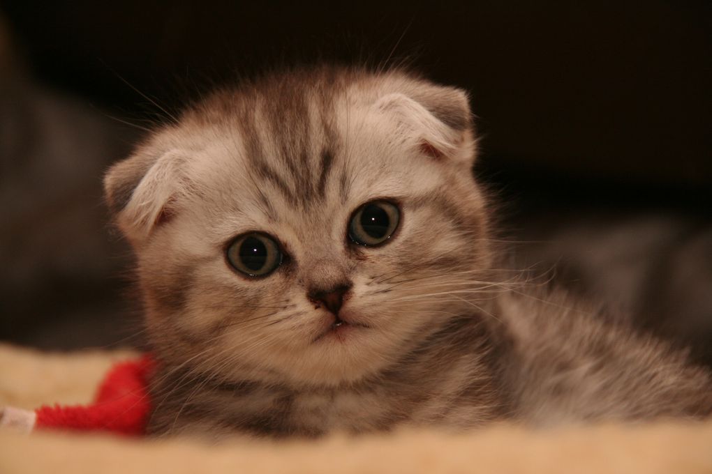 Photos de nos chatons de 2012.
Première portée : Falbala (Brtitish Shorthair)+ Dwayne (Highland Fold)