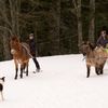 C'est de saison : le ski-joëring au Mourtis