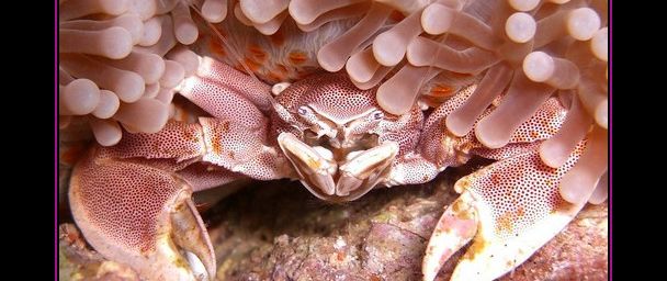 Crabe de porcelaine (Néopetrolisthes maculatus)