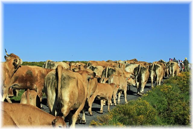 La montée à l'estive des Aubrac