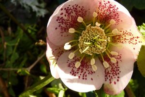 HELLEBORES ( suite)