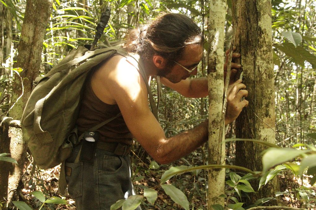 Recherche de l’encens naturel, des lianes et des orchidées parasites... La forêt, ça paie bien ! 