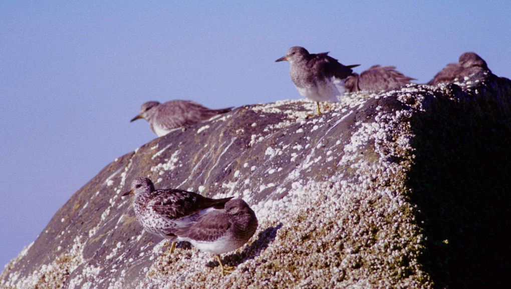 Album - oiseaux et mammifères-d-Alaska