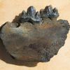 Mandibule de phoque fossile d'Anvers