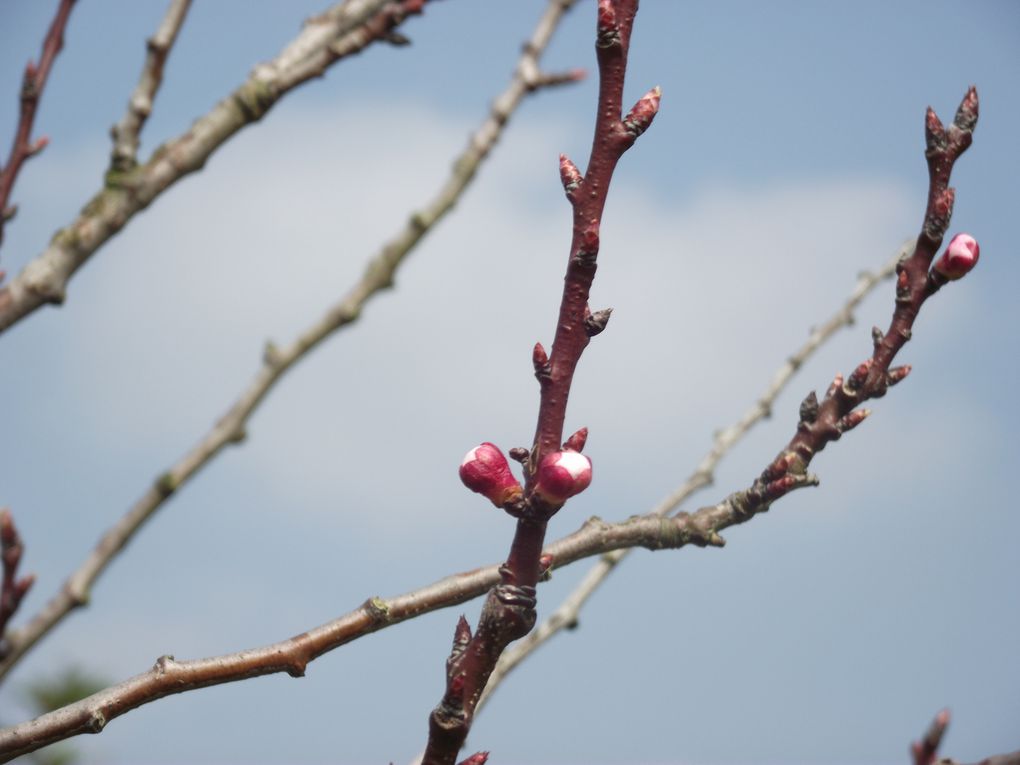 Album - Fleurs-de-mars2013