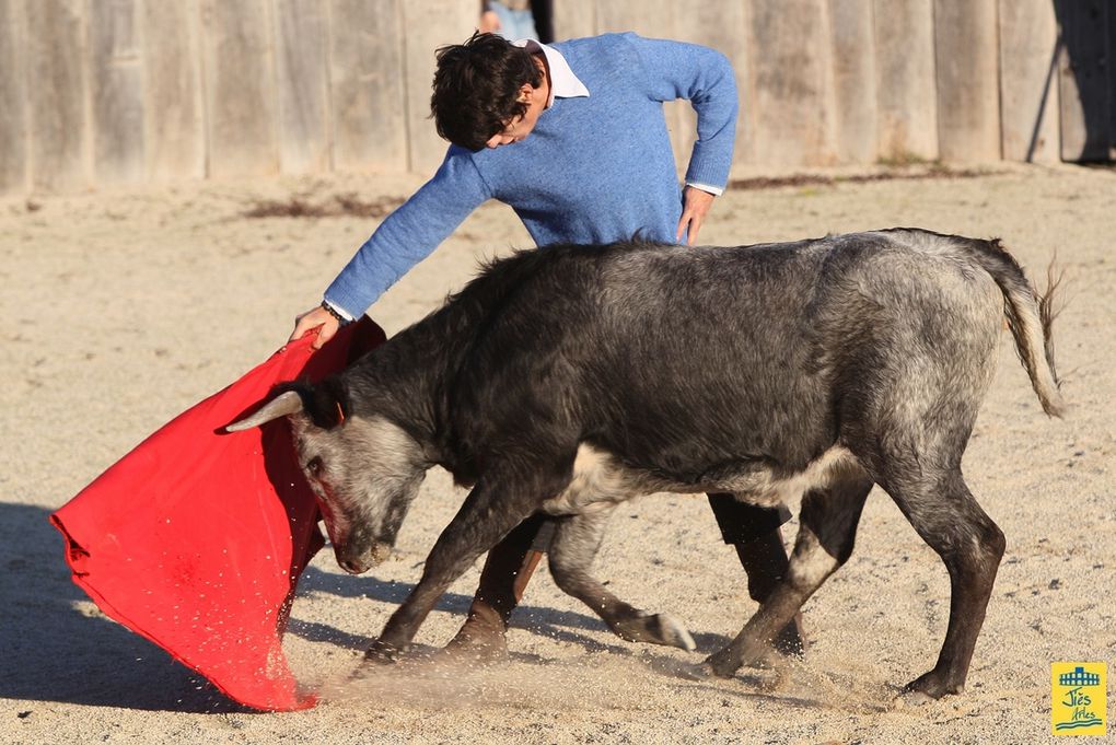 Samedi 26 novembre 2011 Ganaderia François André au Mas de l'Isle à Maussane. Tienta de 4 vaches présentées par Frédéric Lautier pour Roman Perez, Marco Léal et les élèves du Centre de Tauromachie de Nîmes Santiago Sanchez Mejia, Tristan B