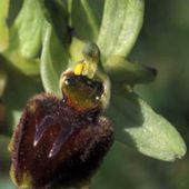 Ophrys sphegodes ou Ophrys araignée - Naturalistes du Bugey