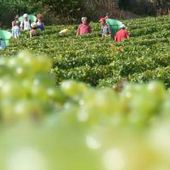 Lancées mercredi, les vendanges devraient s'achever ce soir, au centre hospitalier spécialisé