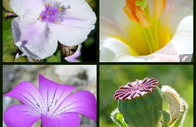 Mandalas fleurs