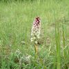 Orchidées : le cru 2007 aux 4 noyers