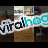 Cockatoo Stocks up on Toilet Paper || ViralHog