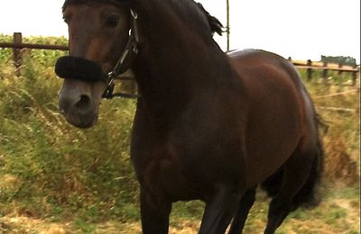 Toujours aussi heureux aux Haras d'Eloge