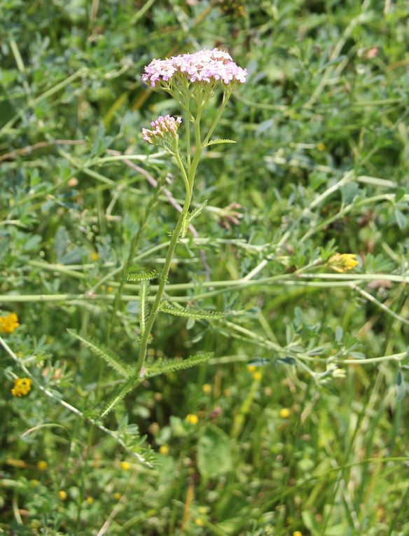 Voici une liste de plantes trouvées sur la base de Chambrey et ses alentours. Certaines sont très communes, d'autres plus spécifiques, notamment aux prairies humides.
Ces photos ont été réalisées par le Parc Naturel Régional de Lorraine.