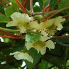 Fleurs D'actinidia, Kiwi
