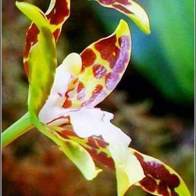Fleurs - orchidées