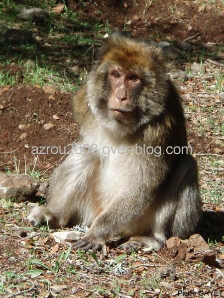 macaques de Barbarie (Macaca sylvanus) ou singe magot, dans une forêt de cèdres du moyen-Atlas marocain