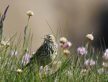 Pipit des près  (Bretagne -Nord Finistère -France)