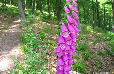 Digitale (digitalis purpurea)