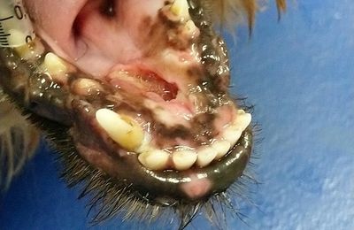Gestion D Un Trauma Facial Chez Un Chat Soins Orthodontiques Endodontiques De Stomatologie Et De Parodontologie Pour Les Chiens Et Les Chats